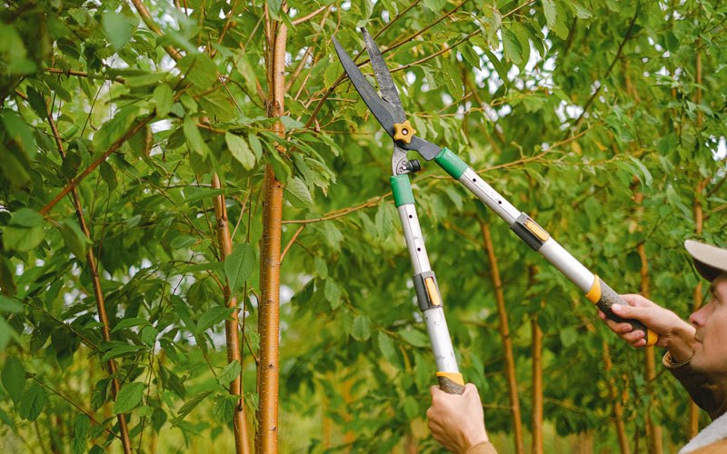 Tree trimming in Nikolski, AK